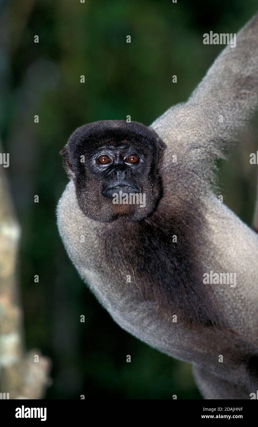 KOLUMBIANISCHE WOLLY-AFFENLAGOTHRIX lagothricha lugens, ERWACHSEN Stockfoto