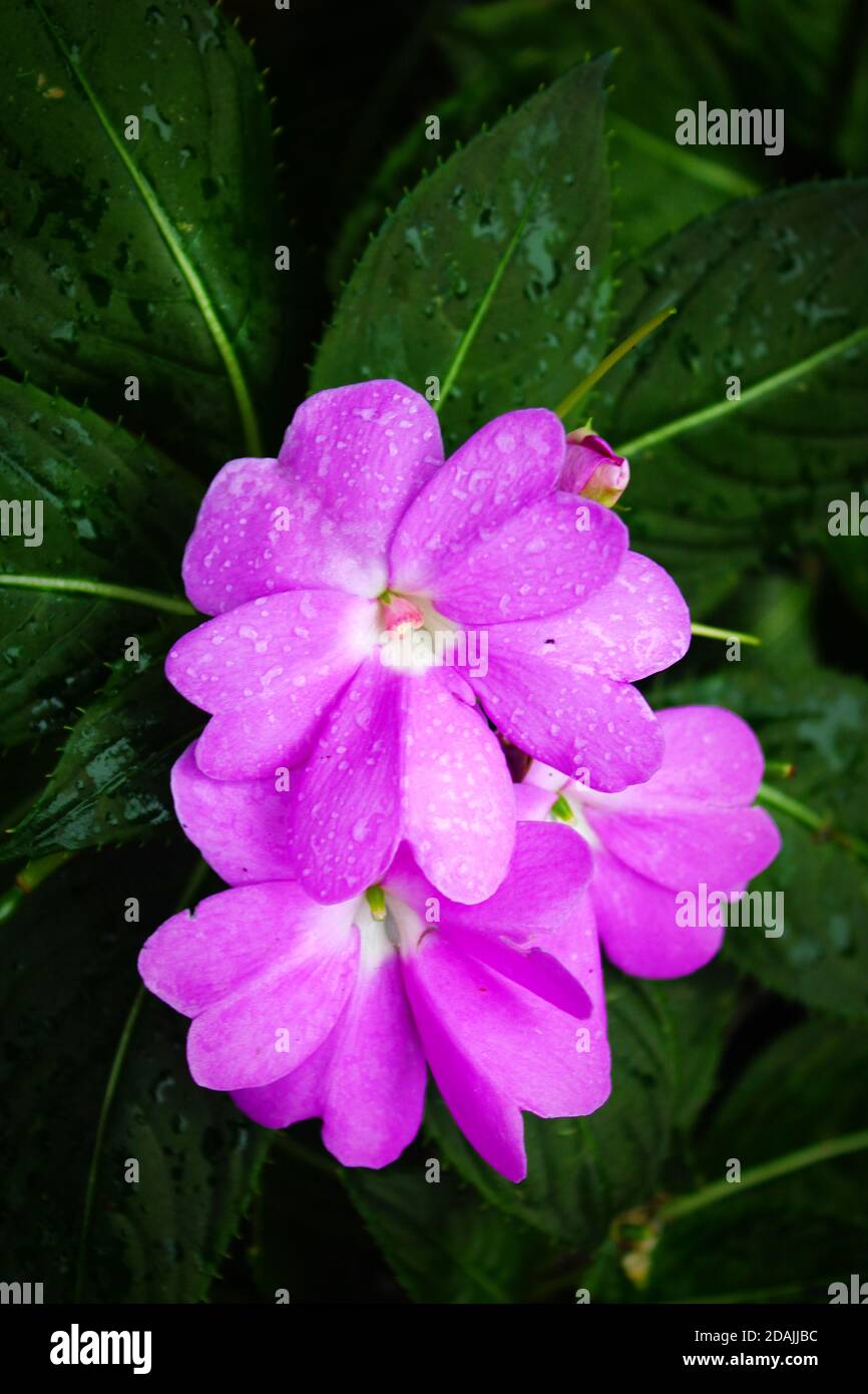 Diese kleinen rosa und hellvioletten Blüten sind mit Regentropfen bedeckt. Stockfoto