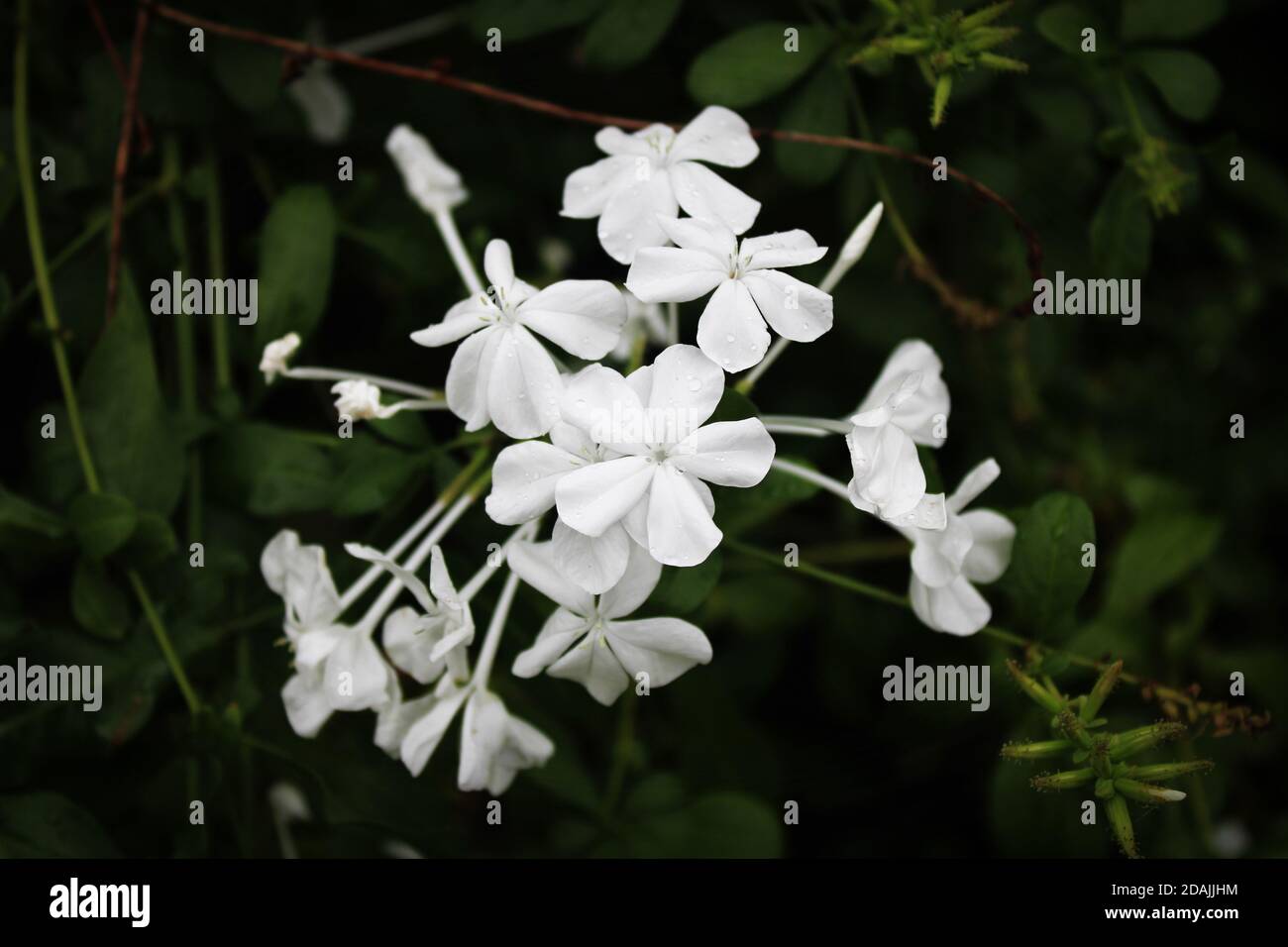 Diese winzigen weißen Jasminblüten heben sich von einem weichen, verschwommenen Hintergrund aus grünen Blättern ab. Stockfoto