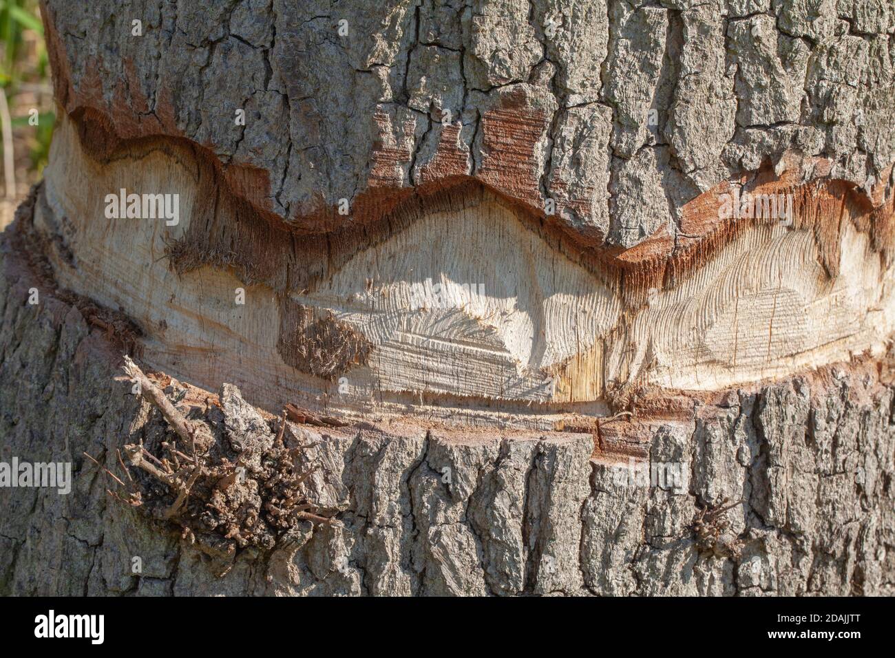 Ring bellten Eichenbaum Stamm. (Quercus robur). Mit einer Motorsäge. Absichtlich durch die äußeren Schichten der Rinde einschließlich der Kambium-Schicht schneiden. Stockfoto