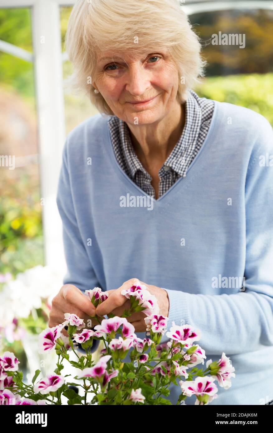 Eine lächelnde pensionierte Dame in einem blauen Pullover tendiert zu Geranie-Blumen Stockfoto