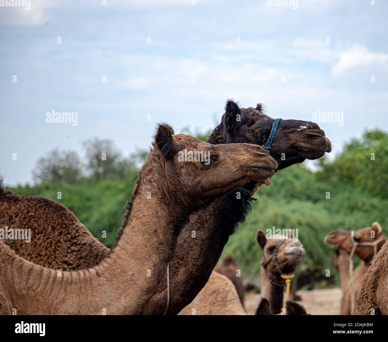 Nahaufnahme des Kamels auf pushkar Kamel Festival. Stockfoto