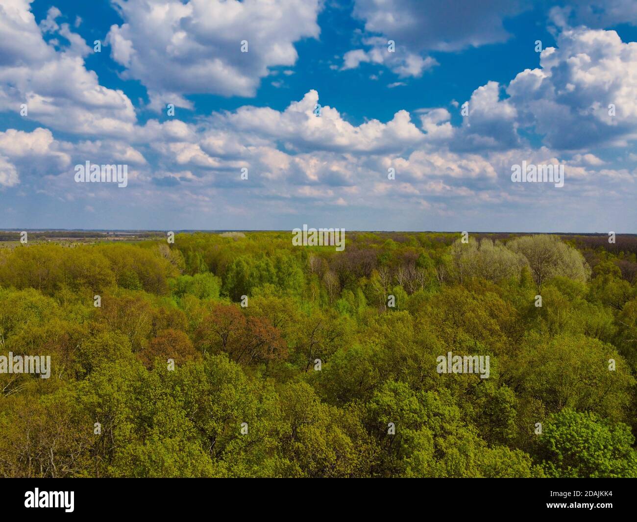 Blauer wolkiger Himmel über einem dichten Wald, Luftaufnahme. Schöner wolkig Himmel über dem Wald. Stockfoto