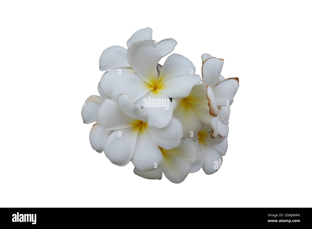 blütenstand aus weißen Blüten, weiße Blütenblätter mit gelber Mitte, isolierter, weißer Hintergrund Stockfoto