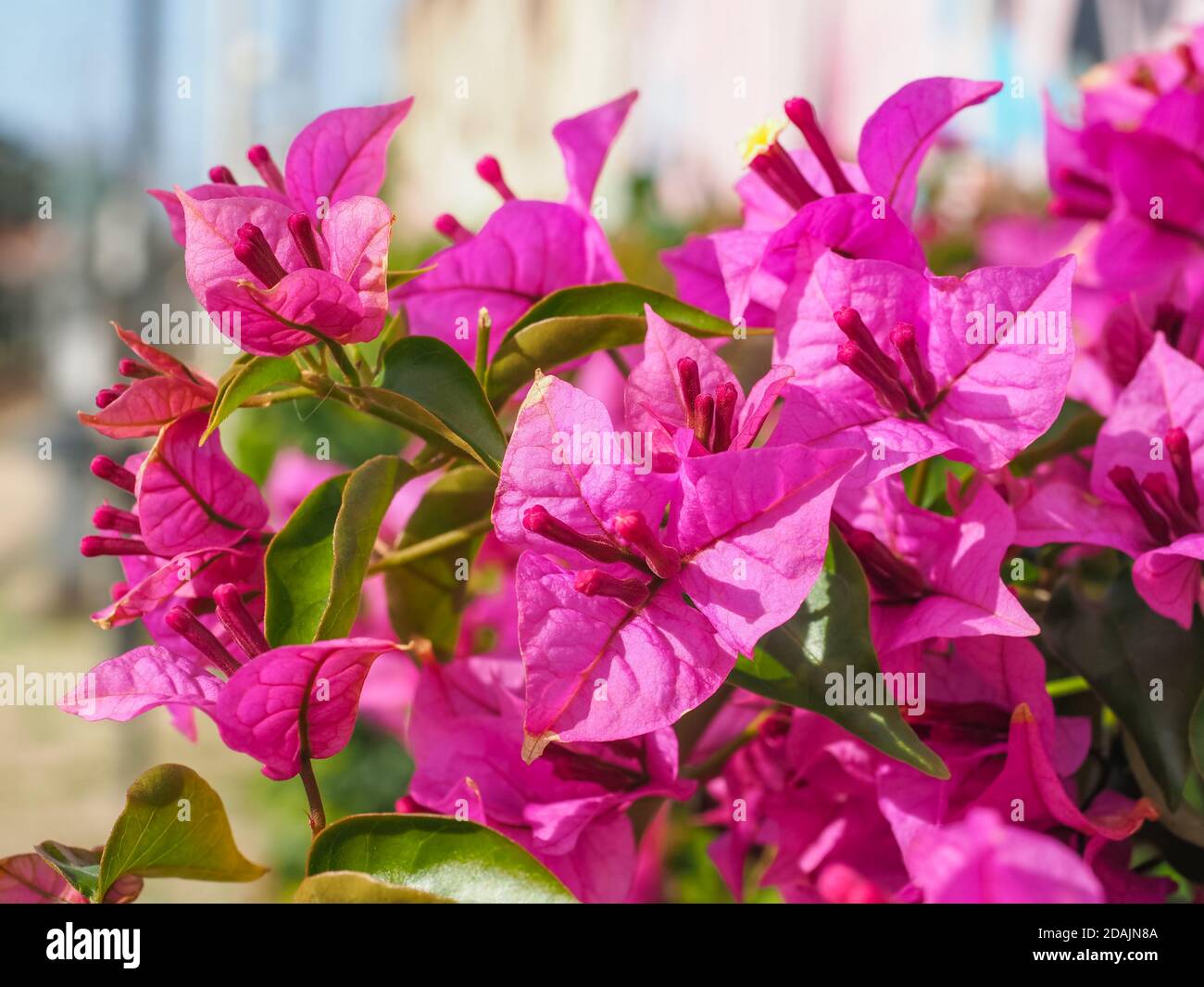 Bougainvillea spectabilis bekannt als große Bougainvillea. Blühende Pflanze in der Familie Nyctaginaceae. Paperflower ist holziger Weinstrauch mit rosa Blüten Stockfoto