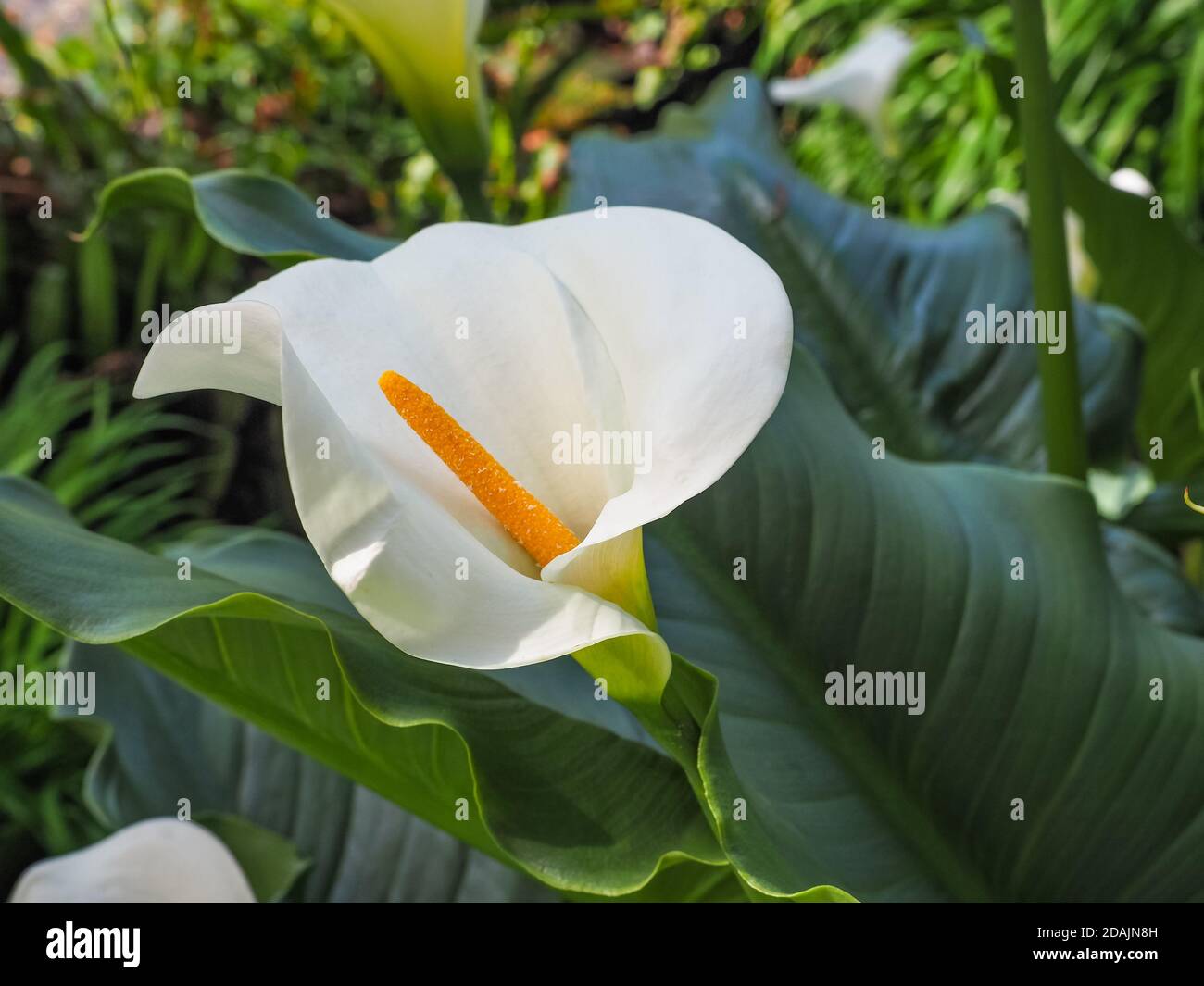 Large Calla Lily Plant Stockfotos und  bilder Kaufen   Alamy
