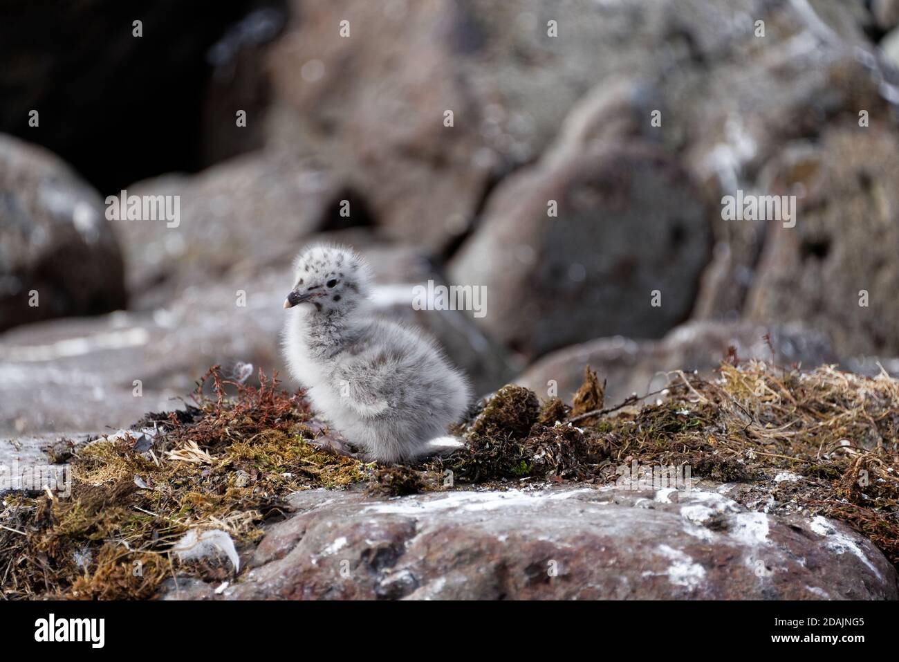 Island Möwe Baby Vogel Stockfoto