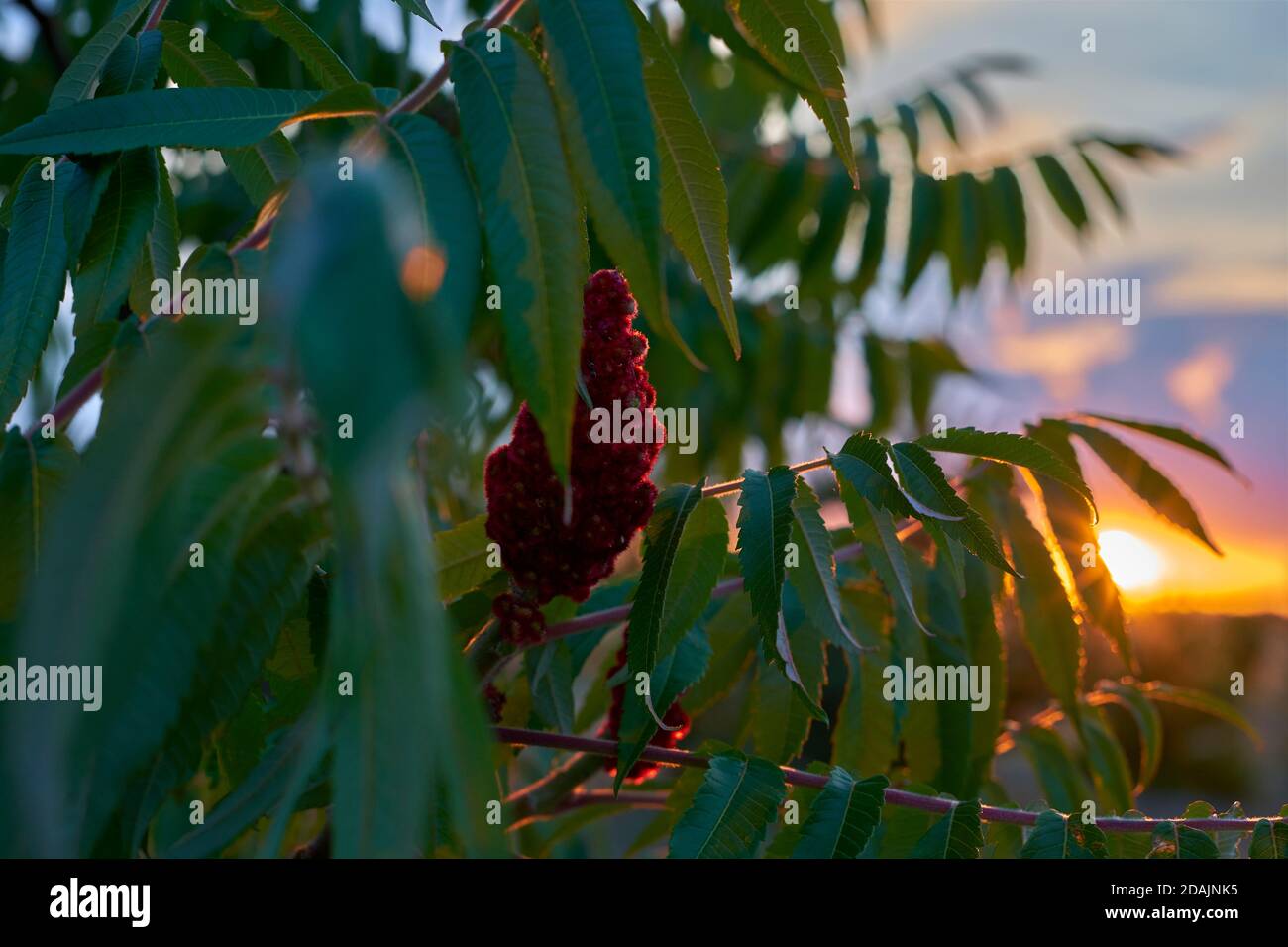 Sumac Blume in den Strahlen der untergehenden Sonne. Sumac Strauch Acacia Rhus typhina Stockfoto Sumac Blume in den Strahlen der untergehenden Sonne. Sumac Strauch Acacia Rhus typhina Stockfoto