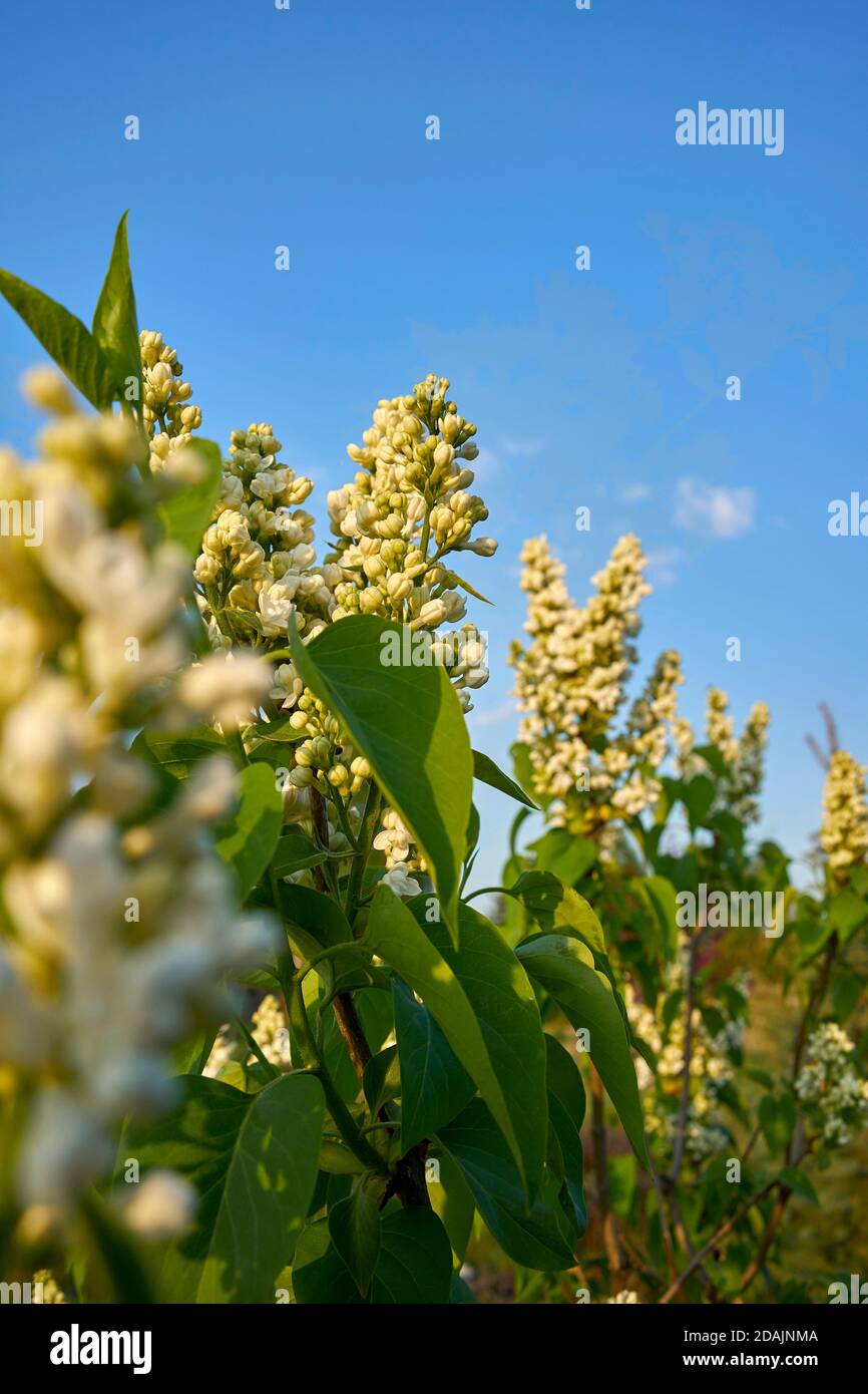 Weiße Fliederblütenknospen im Frühling Stockfoto
