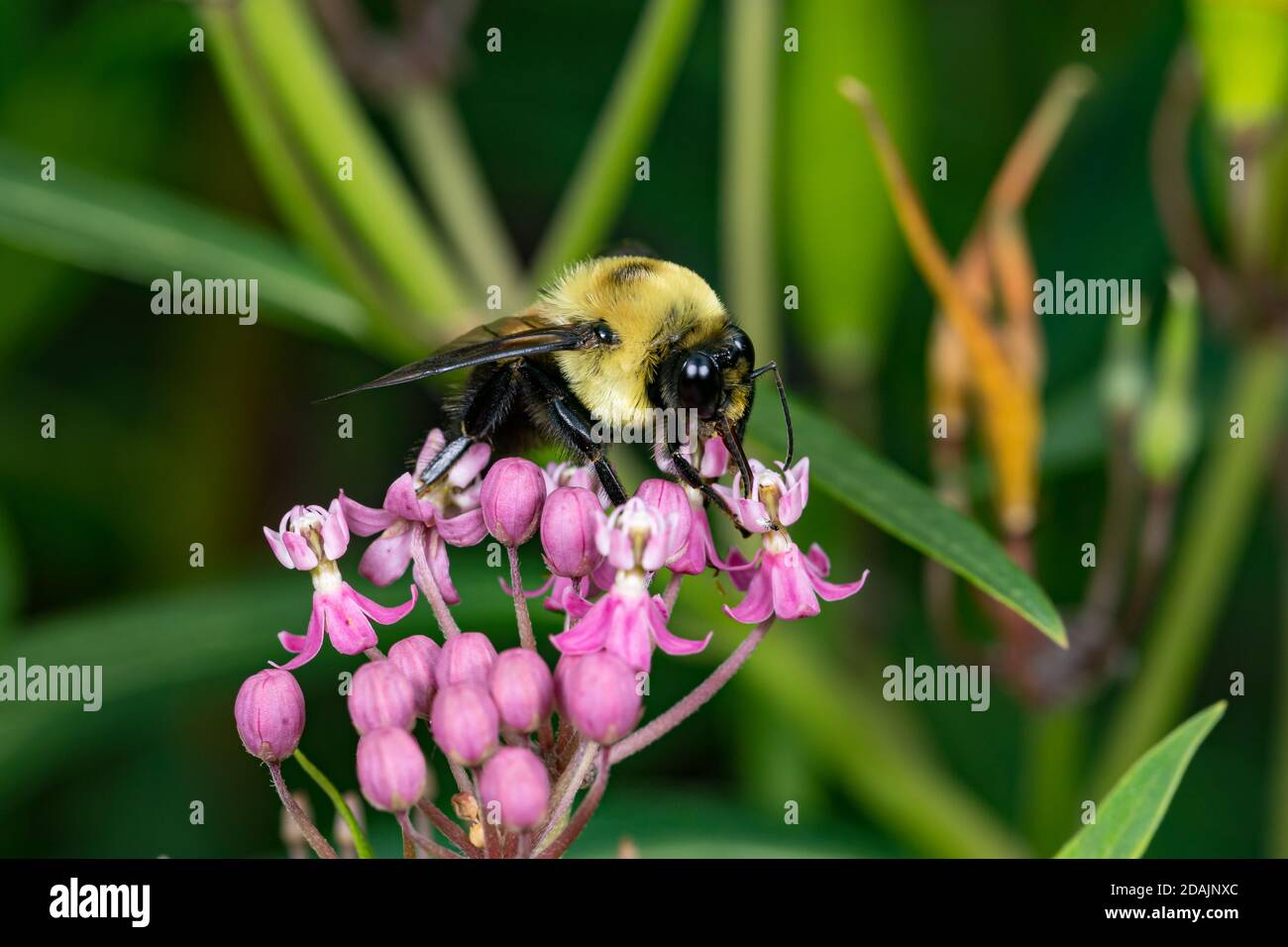 Nahaufnahme der gewöhnlichen Ostbumble Bee auf Sumpfmilchkraut Wildblume. Konzept der Insektenschutz, Lebensraumkonservierung und Garten mit Gartenblumen Stockfoto