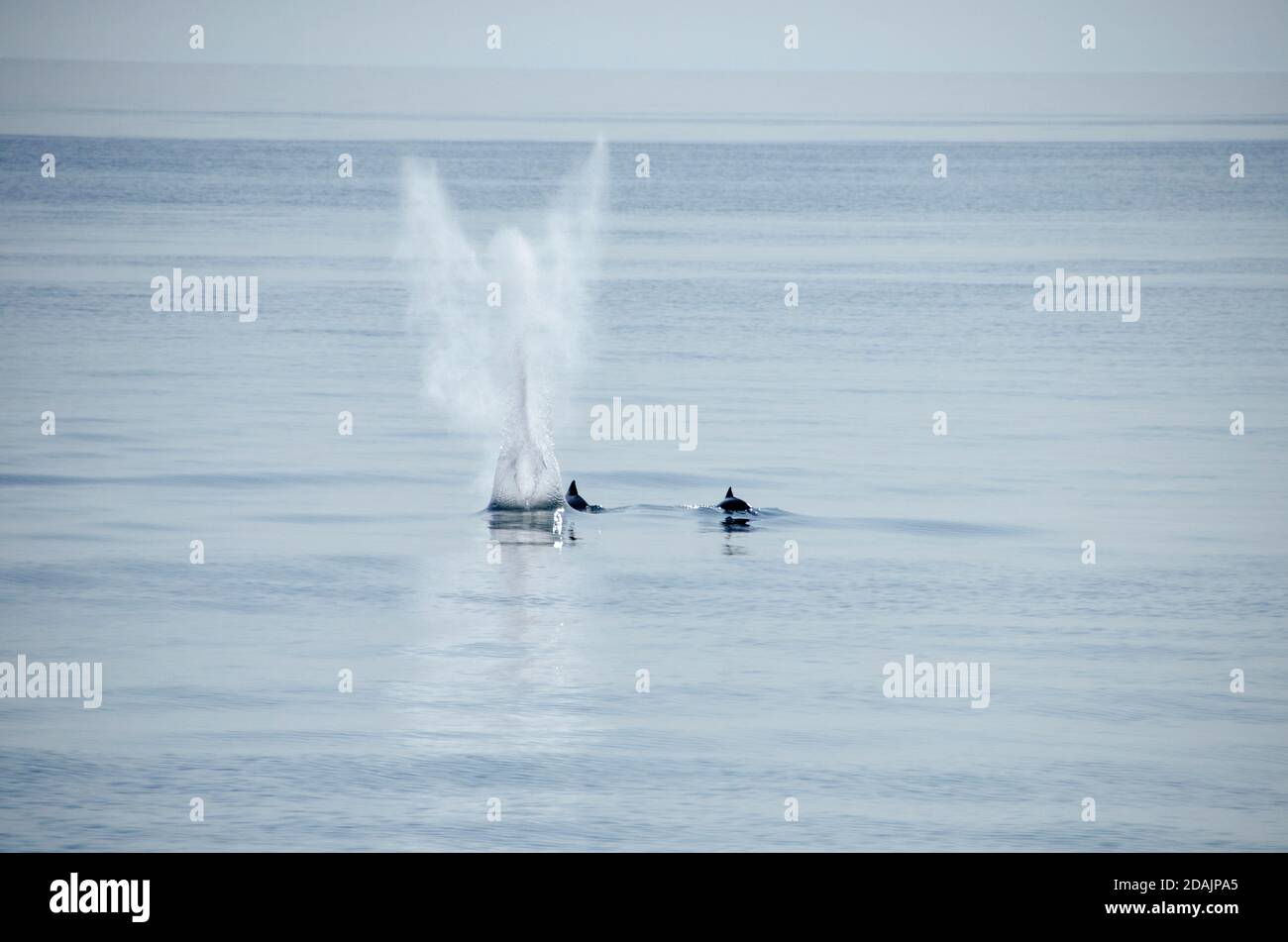 Jagd auf kleine Wale Stockfoto
