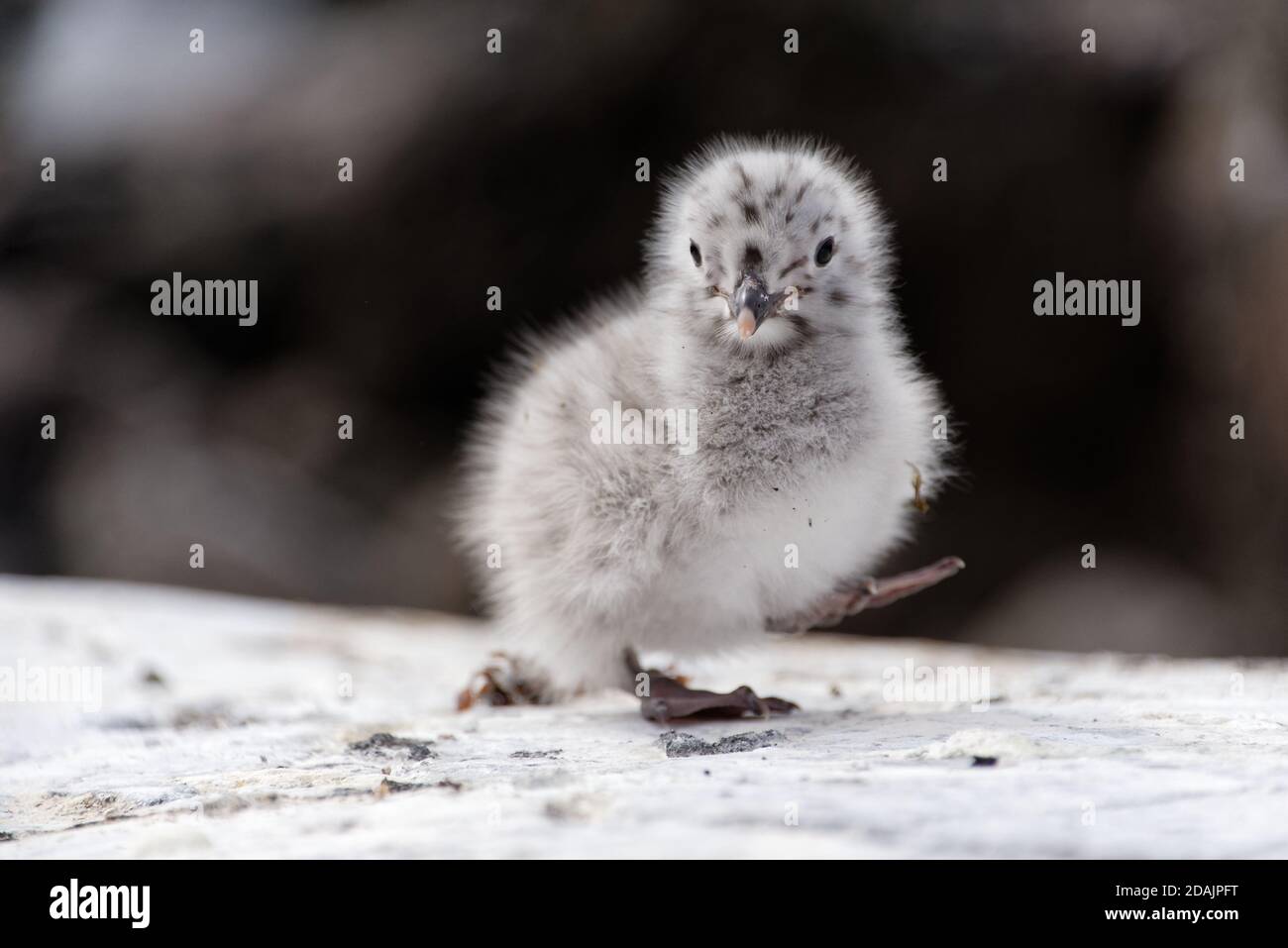 Island Möwe Baby Vogel Stockfoto