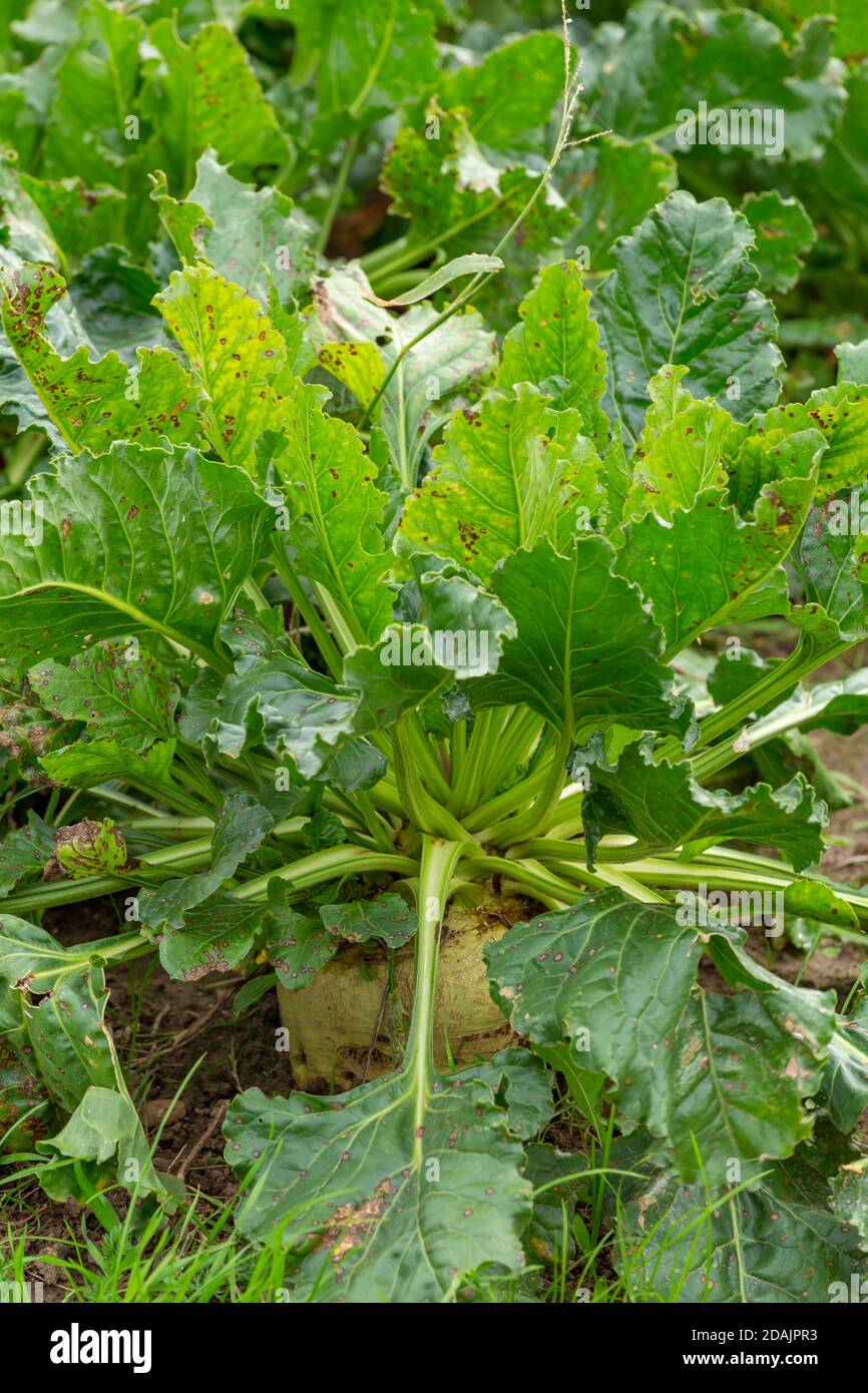 Landwirtschaftliche Feld mit Zuckerrüben bereit für die Ernte in der Niederlande Stockfoto