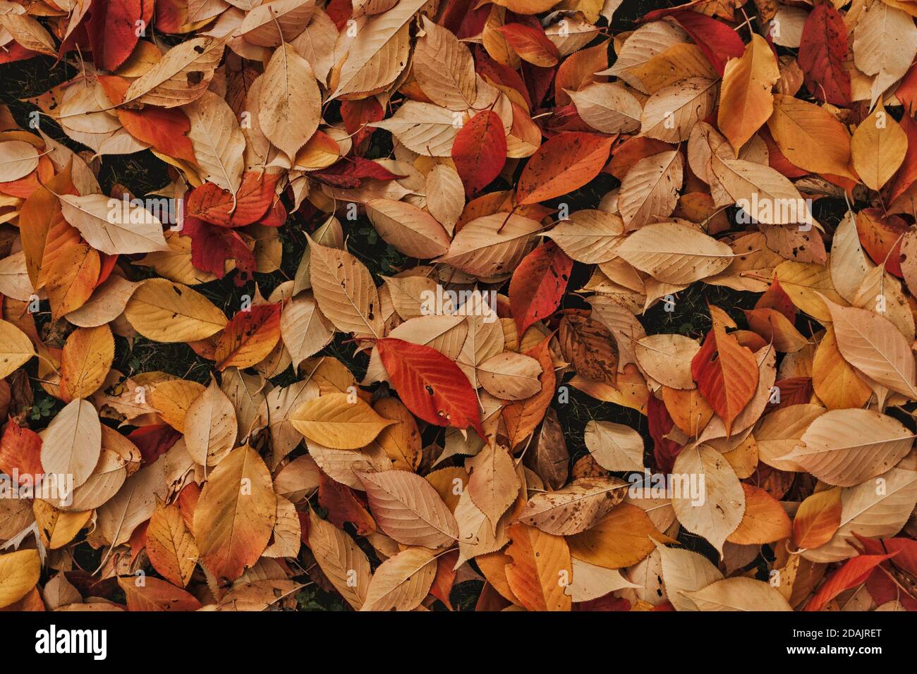 Laub im Herbst Stockfoto