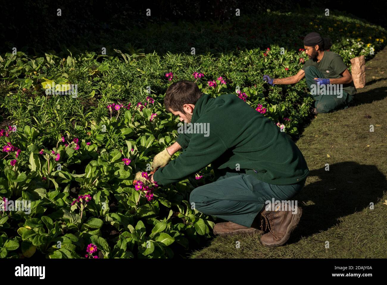 London, Großbritannien. 13. November 2020. UK Wetter - Mitarbeiter Gärtner Pflanzen Tulpenbirnen unter den Bettpflanzen der Herbst-und Winter-Display in St. James's Park. Die Tulpenbirnen benötigen die Kälte des Winters, um sie zu aktivieren, um im Frühjahr ihre bunten Blüten zu produzieren. Kredit: Stephen Chung / Alamy Live Nachrichten Stockfoto