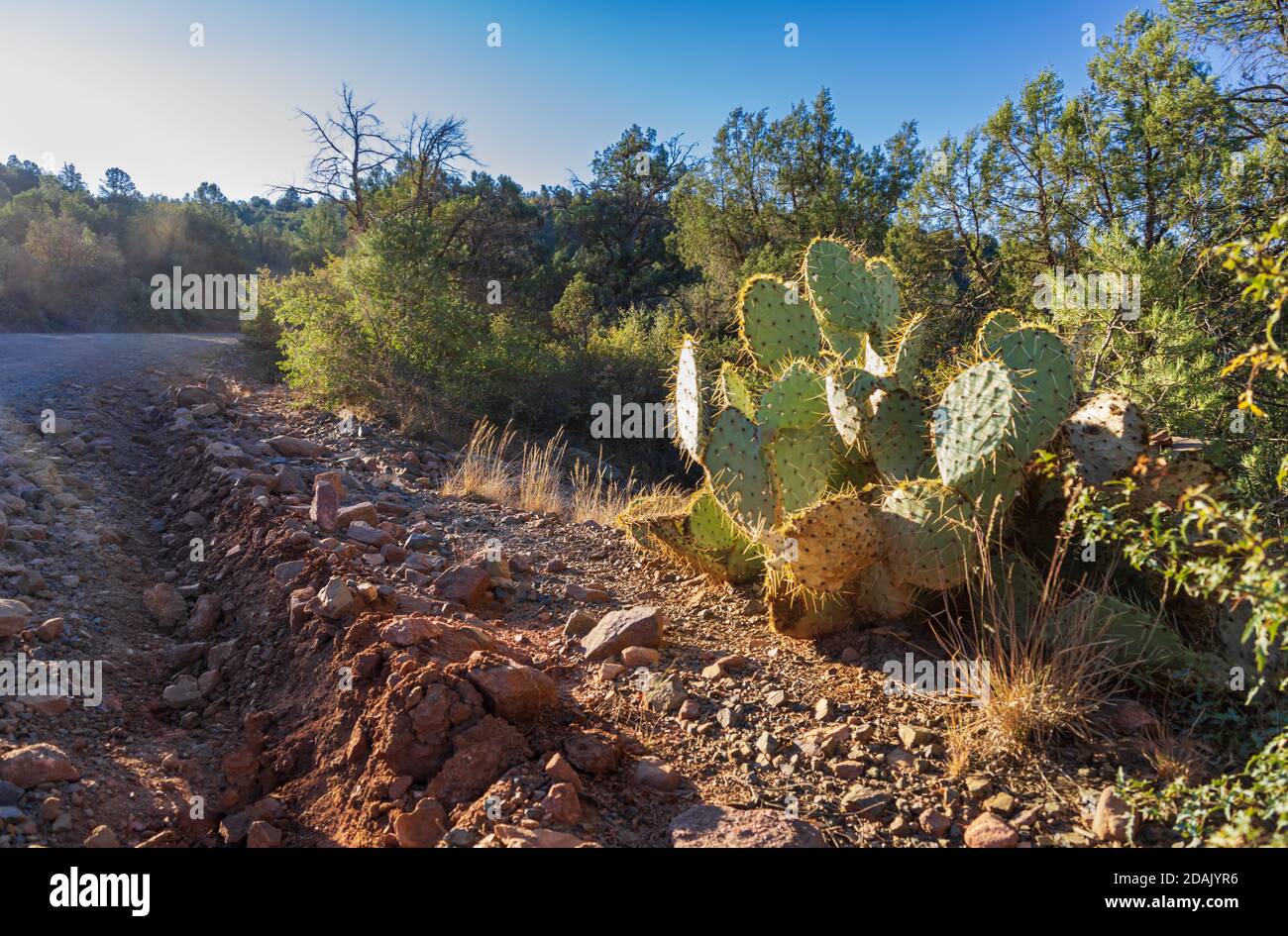 Ein riesiger Kaktus auf der Straßenseite in Coconino National Forest Arizona Stockfoto