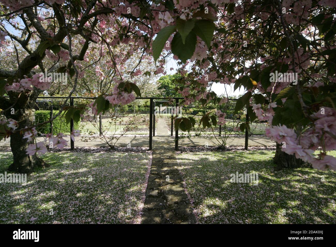 Girvan Orchard Park Spring, Ayrshire, Schottland, Großbritannien . Orchard Gardens sind wunderschöne Gärten mit krautigen Rändern, formellen Teich und formalen Blumenbeeten, die immer voller Farbe sind die umgebende Wand bietet Schutz vor der Küstenbrise, während die Sonne immer einen Weg in! Das macht den Garten zum perfekten Ort zum Ausruhen, Lesen oder einfach nur die Wärme der Sonne genießen. Stockfoto