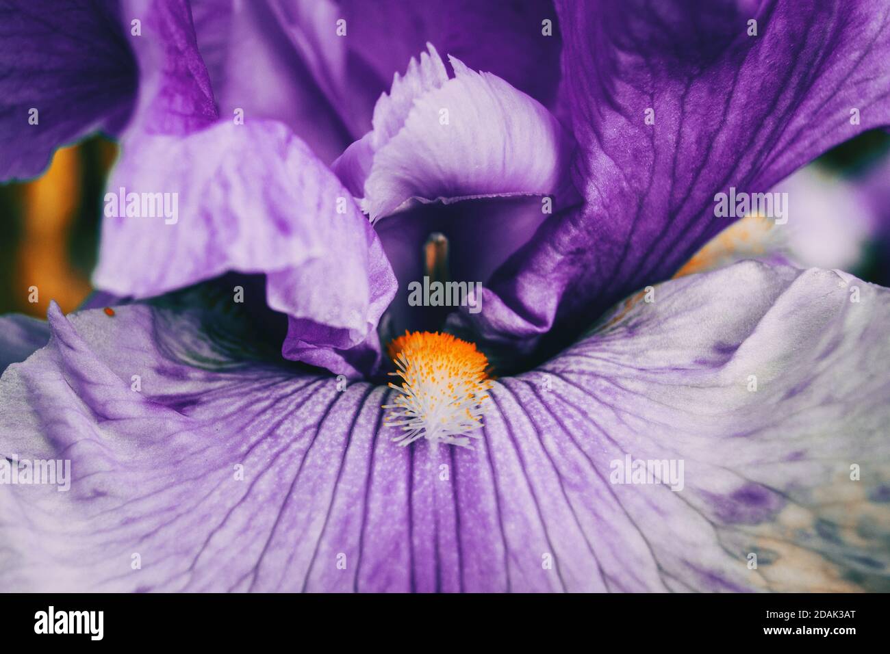 Makro der Innenseite einer lila Blume der Iris Germanica Stockfoto