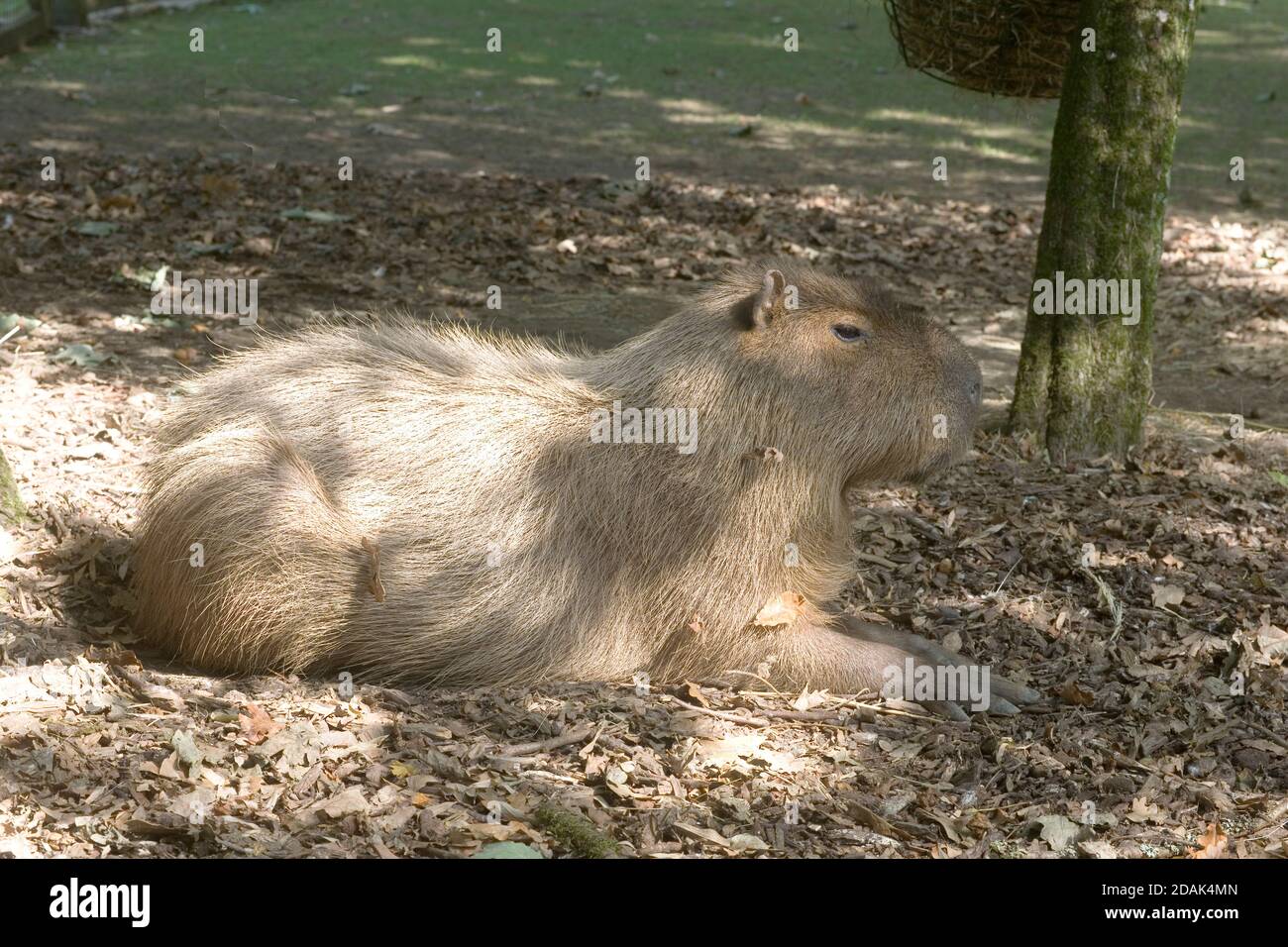 Capybara auf dem Bett der gefallenen Blätter im Cotswold Wildlife Park Stockfoto