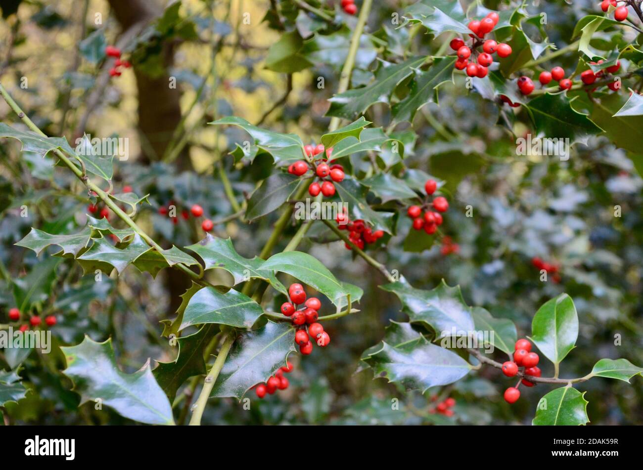 holly Beeren und Blätter wachsen in Königinnen Holz Nord-london haringey england Großbritannien Stockfoto