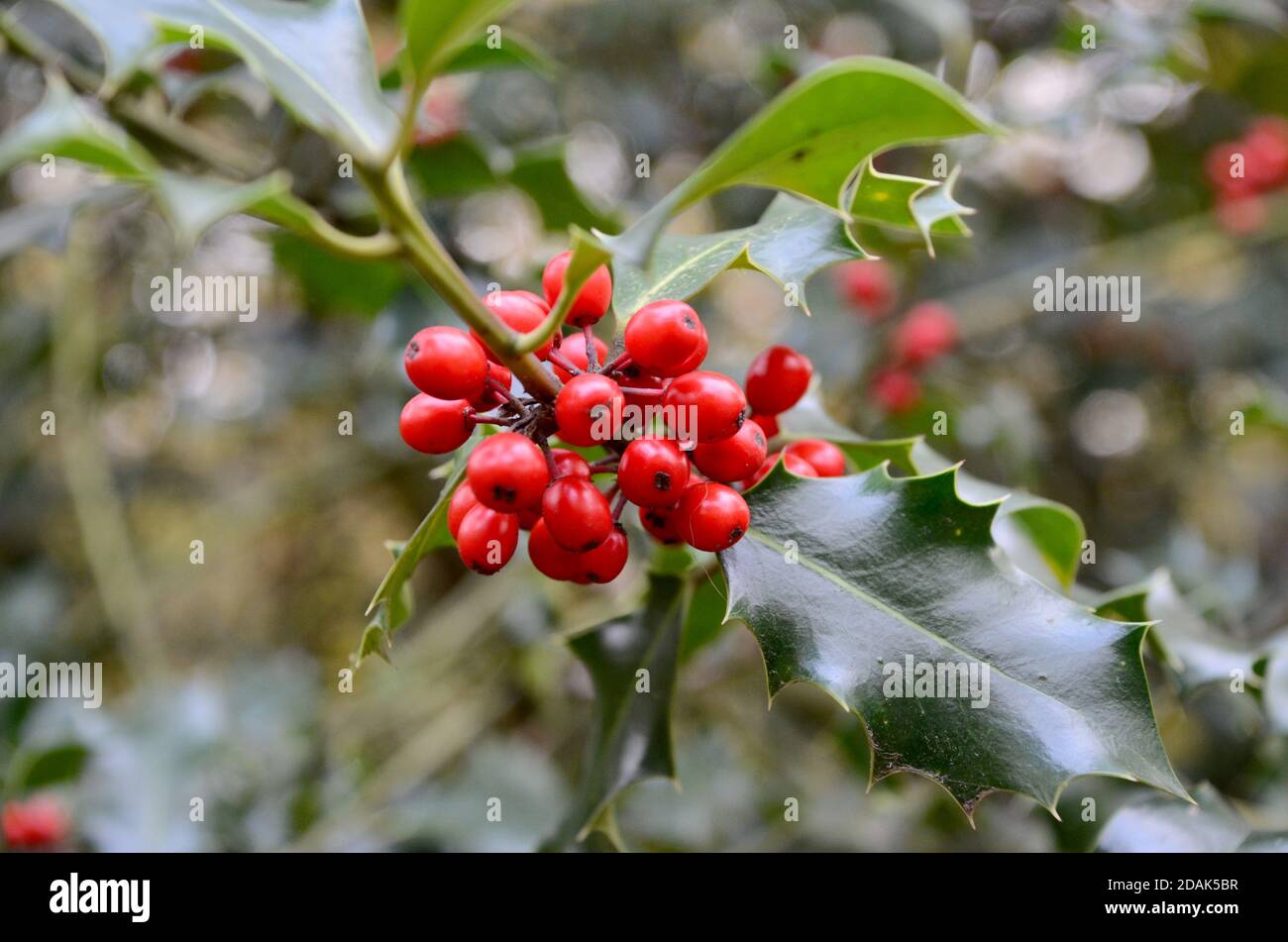 holly Beeren und Blätter wachsen in Königinnen Holz Nord-london haringey england Großbritannien Stockfoto