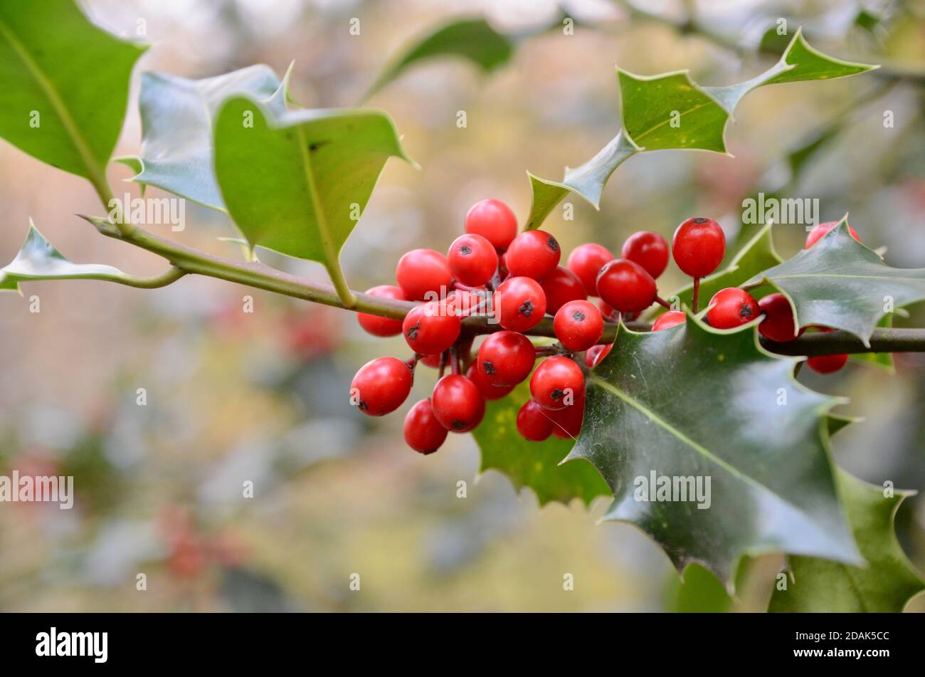 holly Beeren und Blätter wachsen in Königinnen Holz Nord-london haringey england Großbritannien Stockfoto