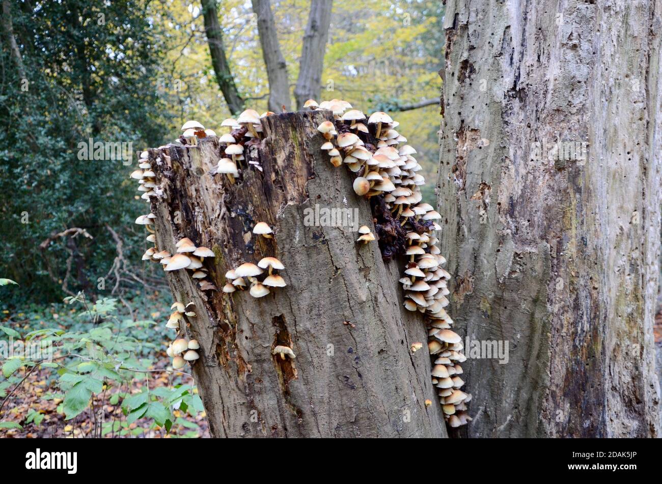 Pilze wachsen auf einem Baumstumpf im highgate-Wald nördlich london haringey england Großbritannien Stockfoto