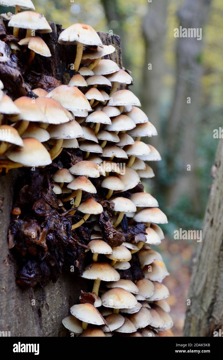 Pilze wachsen auf einem Baumstumpf im highgate-Wald nördlich london haringey england Großbritannien Stockfoto