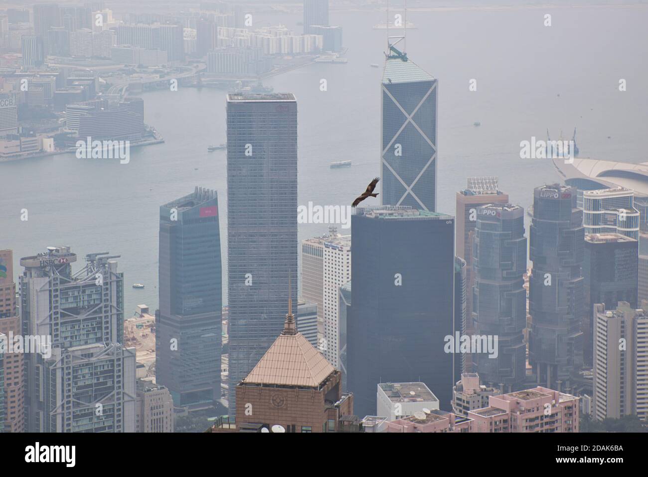 Ein Adler oder Drachen schwebt über den Hochhäusern Des zentralen Bezirks von Hong Kong mit dem Hafen Und Kowloon im nebligen Hintergrund Stockfoto