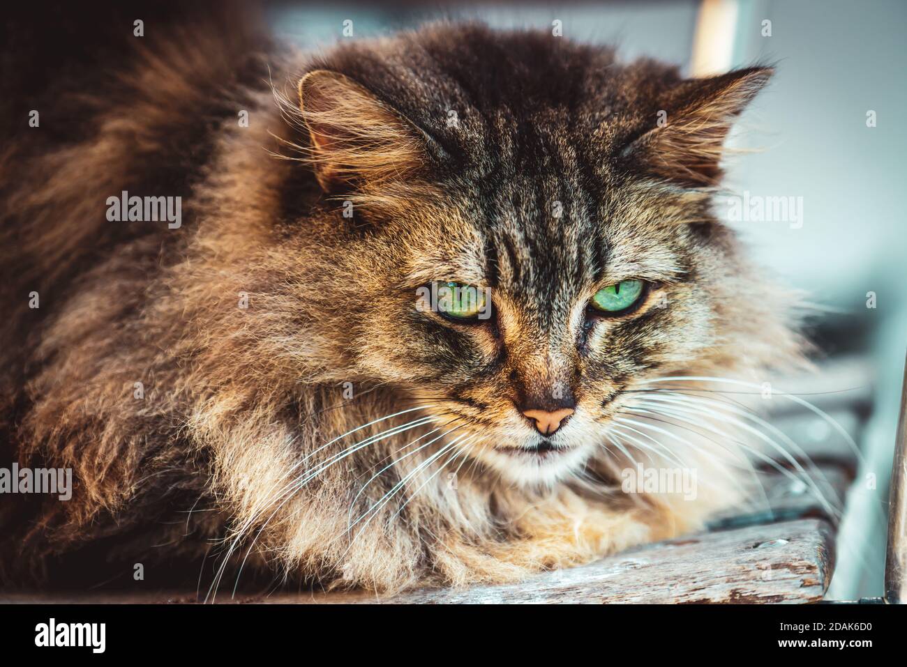 Grüne Augen Tiger pussycat ruht in Katze-Stil, flauschige orange braune Fell, Tier-Porträt Betrachtung Haustier. Stockfoto