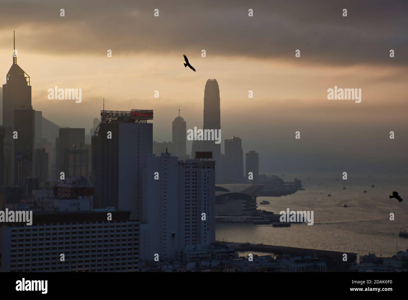 Ein Adler schwebt über den Hochhäusern des Central District, Hong Kong am späten Nachmittag wolkenlos, Hong Long Island, China Stockfoto