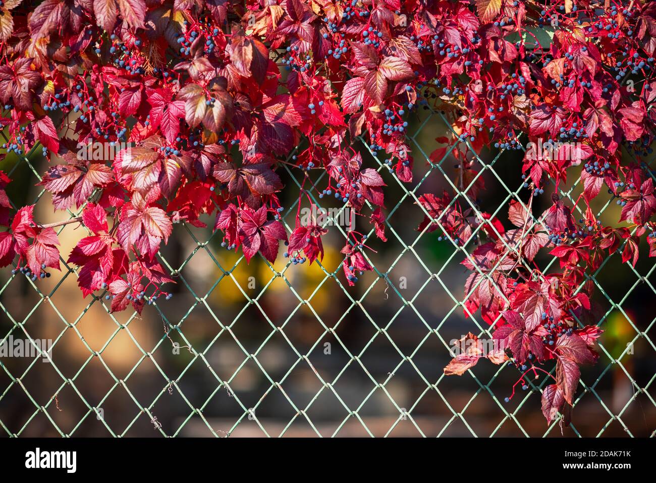 Herbstlaub mit Rahmen und Platz für Text, Herbsthintergrund Stockfoto