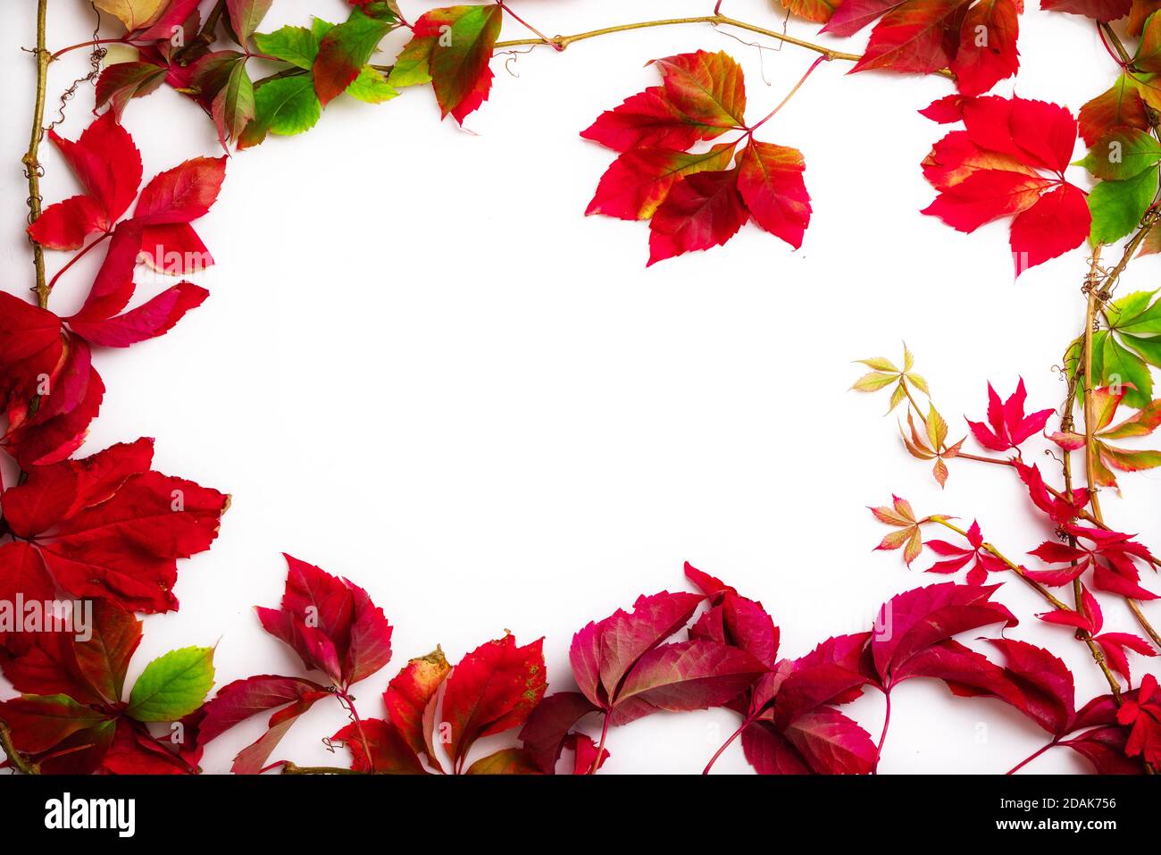 Herbstlaub mit Rahmen und Platz für Text, Herbsthintergrund Stockfoto