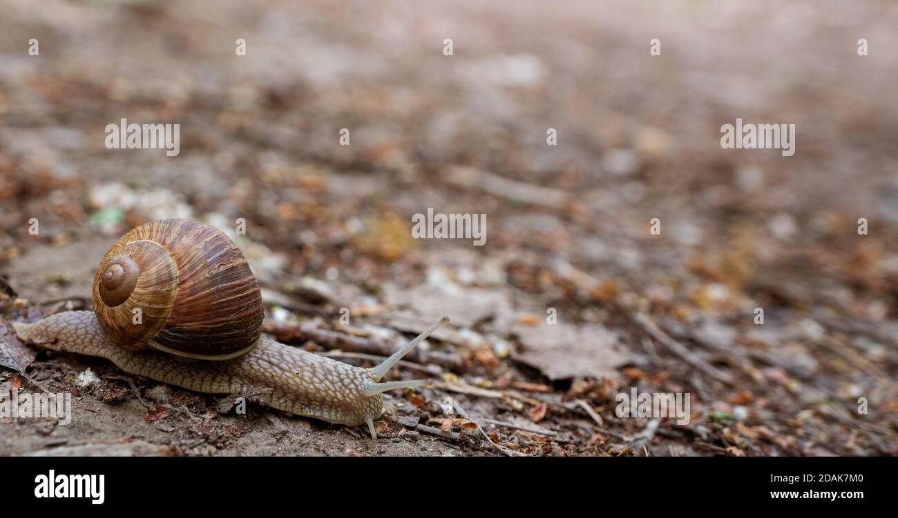 Nahaufnahme der Schnecke auf unbefestigten Flächen Stockfoto