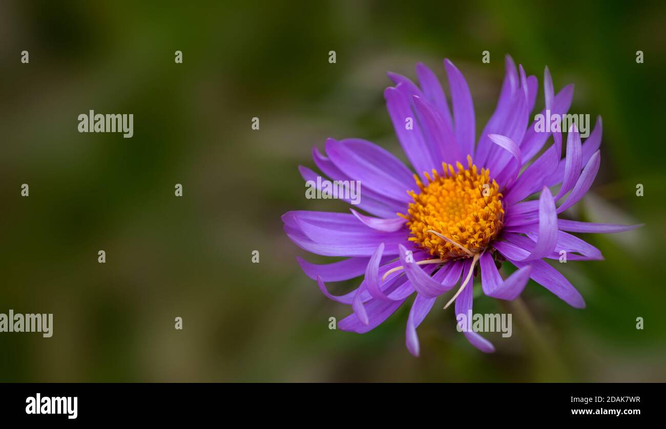 Nahaufnahme einer violette Blume Stockfoto