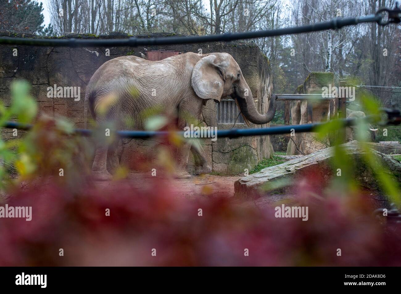 Drumbo, die 46-jährige afrikanische Elefantenweibin aus dem Wiener Zoo Schönbrunn, die am 23. Oktober 2020 im Safaripark Dvur Kralove in Tschechien angekommen ist, genießt am Freitag, 13. November 2020, ihr Freigehege. Der Zoo Dvur Kralove hat sich auf afrikanische Arten im Allgemeinen spezialisiert und hält seit 1969 afrikanische Elefanten. Die Ankunft von Drumbo soll das soziale Leben der einheimischen Frauen Saly und Umbu bereichern, die 38 und 39 Jahre alt sind. (CTK Photo/David Tanecek) Stockfoto