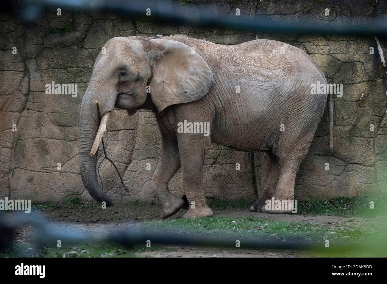 Drumbo, die 46-jährige afrikanische Elefantenweibin aus dem Wiener Zoo Schönbrunn, die am 23. Oktober 2020 im Safaripark Dvur Kralove in Tschechien angekommen ist, genießt am Freitag, 13. November 2020, ihr Freigehege. Der Zoo Dvur Kralove hat sich auf afrikanische Arten im Allgemeinen spezialisiert und hält seit 1969 afrikanische Elefanten. Die Ankunft von Drumbo soll das soziale Leben der einheimischen Frauen Saly und Umbu bereichern, die 38 und 39 Jahre alt sind. (CTK Photo/David Tanecek) Stockfoto