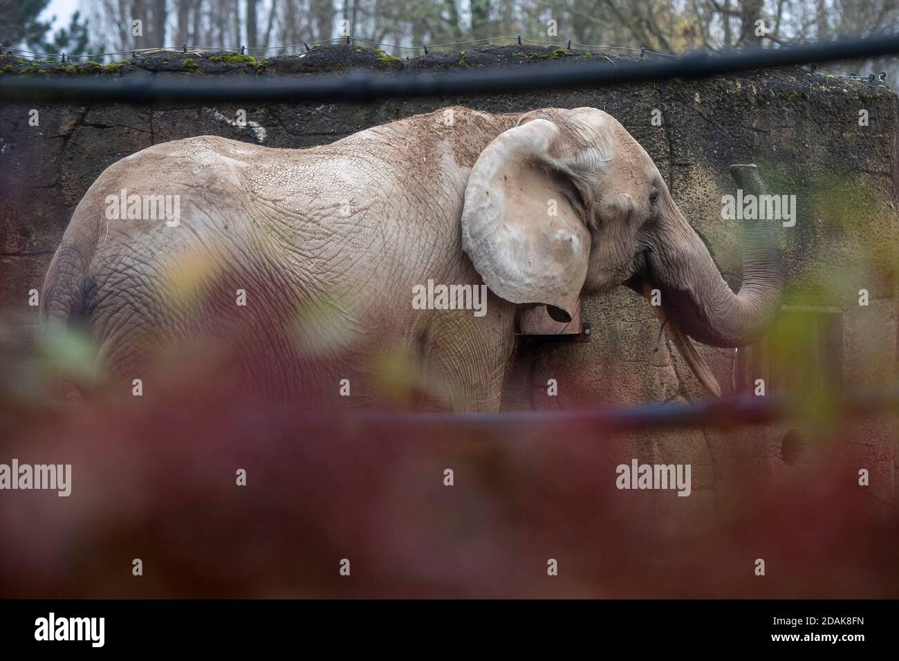 Drumbo, die 46-jährige afrikanische Elefantenweibin aus dem Wiener Zoo Schönbrunn, die am 23. Oktober 2020 im Safaripark Dvur Kralove in Tschechien angekommen ist, genießt am Freitag, 13. November 2020, ihr Freigehege. Der Zoo Dvur Kralove hat sich auf afrikanische Arten im Allgemeinen spezialisiert und hält seit 1969 afrikanische Elefanten. Die Ankunft von Drumbo soll das soziale Leben der einheimischen Frauen Saly und Umbu bereichern, die 38 und 39 Jahre alt sind. (CTK Photo/David Tanecek) Stockfoto