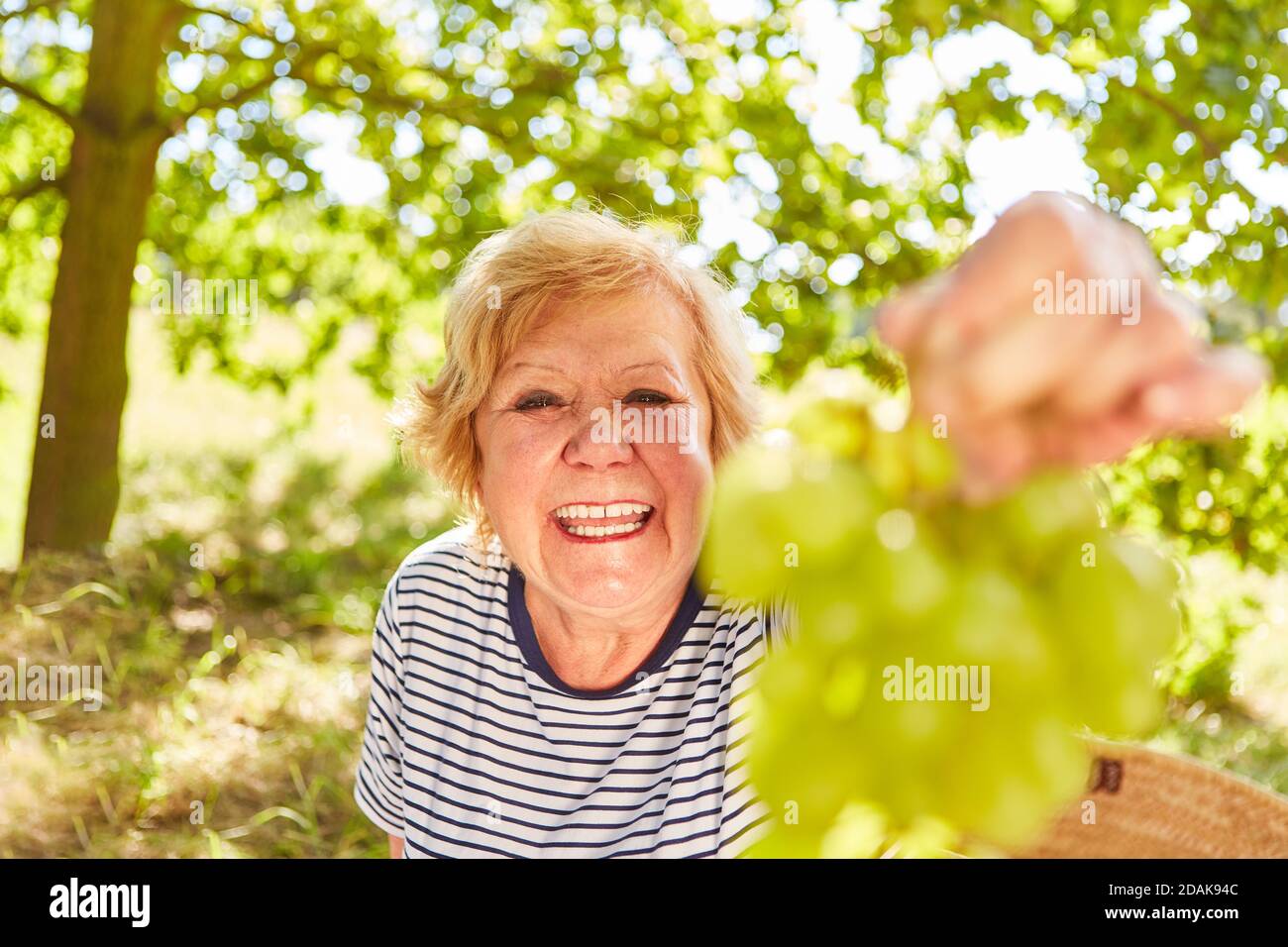 Lachende ältere Frau mit frischen Trauben bei einem Sommerpicknick Im Park Stockfoto