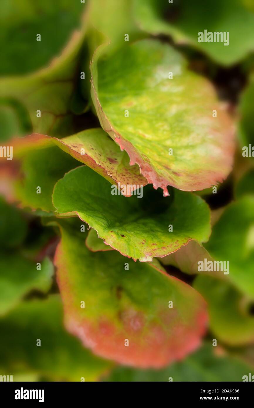 Natürliche Muster in der Natur, Bergenia Eroica Laub als abstrakte Nahaufnahme Stockfoto