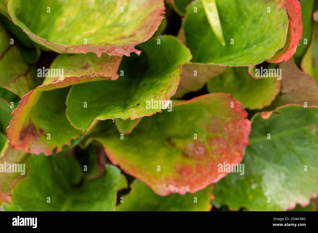 Natürliche Muster in der Natur, Bergenia Eroica Laub als abstrakte Nahaufnahme Stockfoto