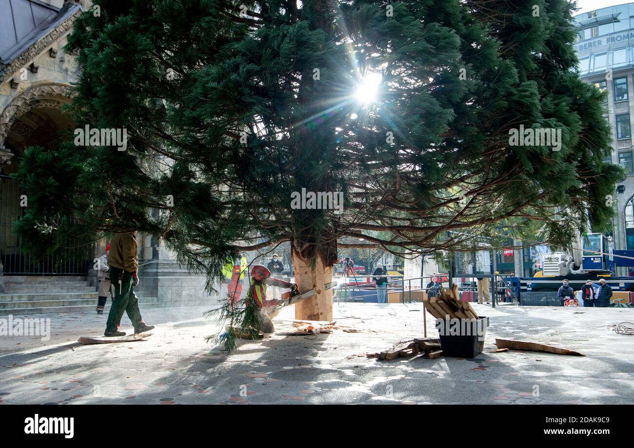 Berlin, Deutschland. November 2020. An der Gedächtniskirche steht ein 22 Meter hoher Weihnachtsbaum. Ein Mann sägt den Stamm auf Größe. Quelle: Kira Hofmann/dpa-Zentralbild/dpa/Alamy Live News Stockfoto
