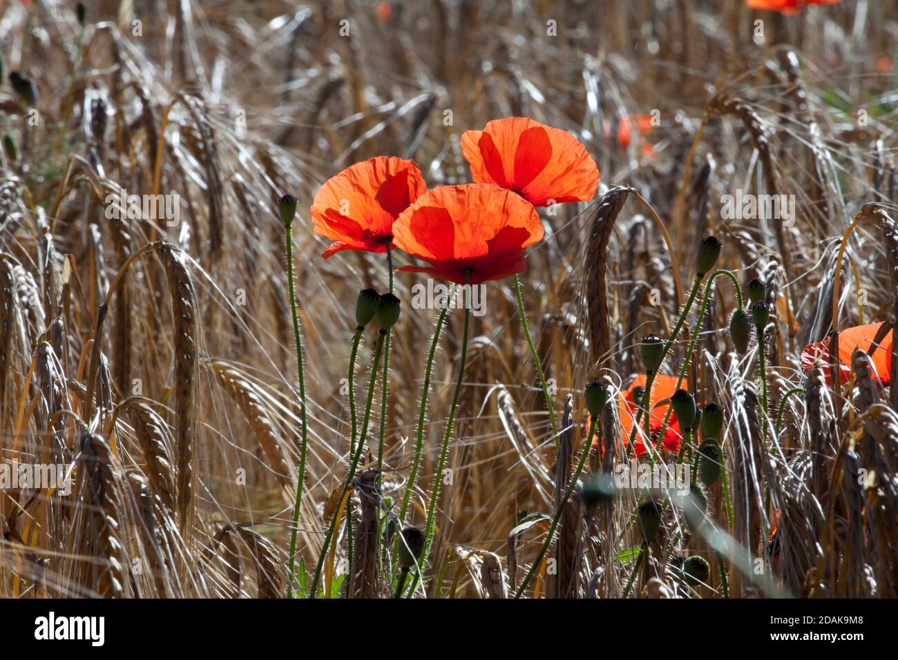 Mohnblumen wachsen am Rande eines Gerstenfeldes in Wiltshire. Stockfoto
