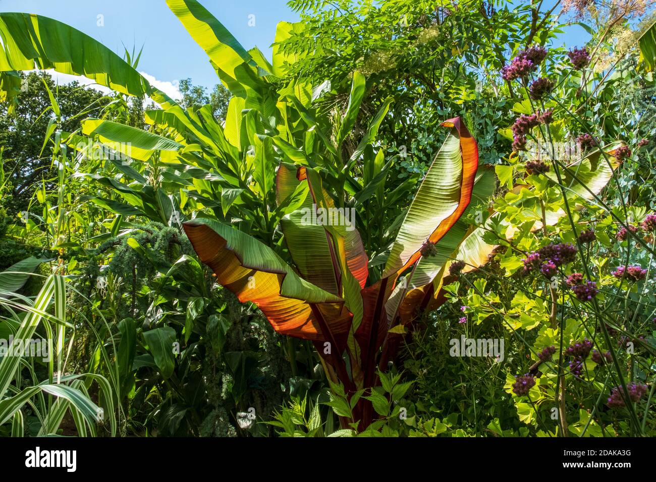 Tropische Bananenpalme in Great Dixter Gardens, Northiam, East Sussex, Großbritannien Stockfoto