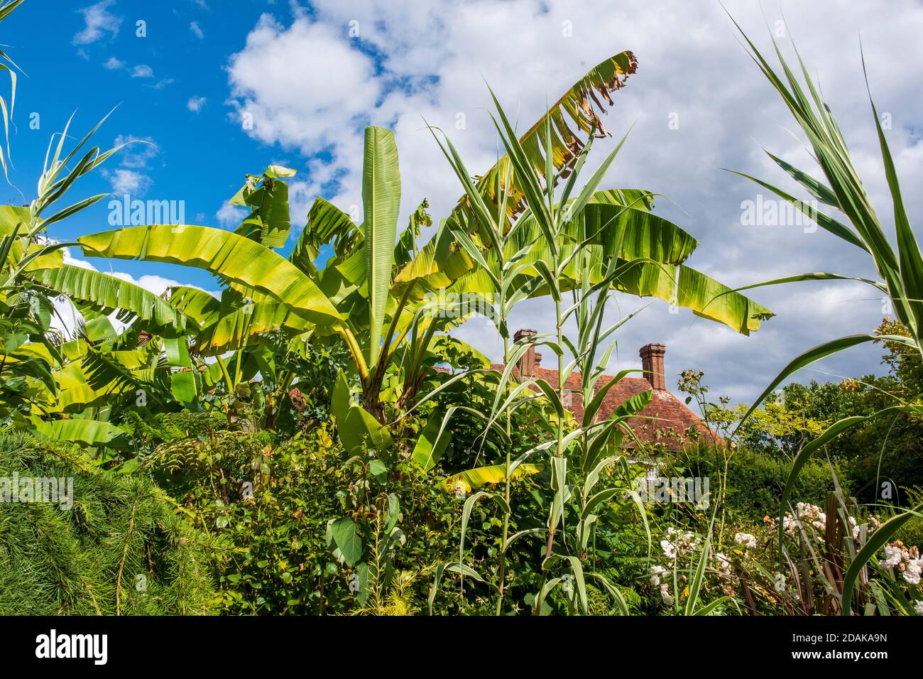 Bananenpalme im tropischen Garten bei Great Dixter Gardens, East Sussex, England, Großbritannien, GB Stockfoto