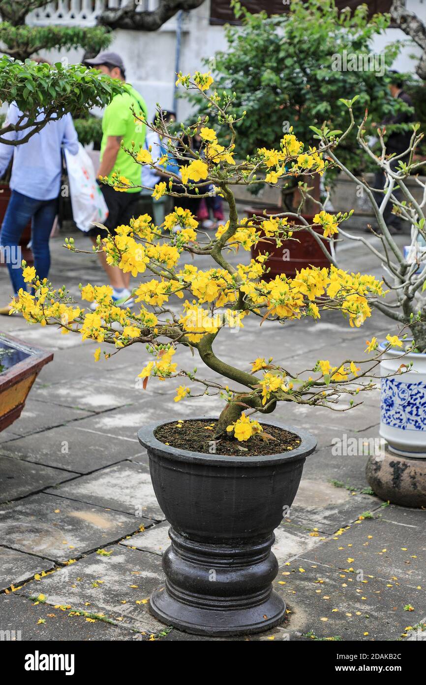 Die gelben Blüten eines Bonsai Aprikosenbaums (Ochna Integerrima), ein Symbol des Tet oder Neujahr in der chinesischen Versammlungshalle, Hoi an, Vietnam, Asien Stockfoto
