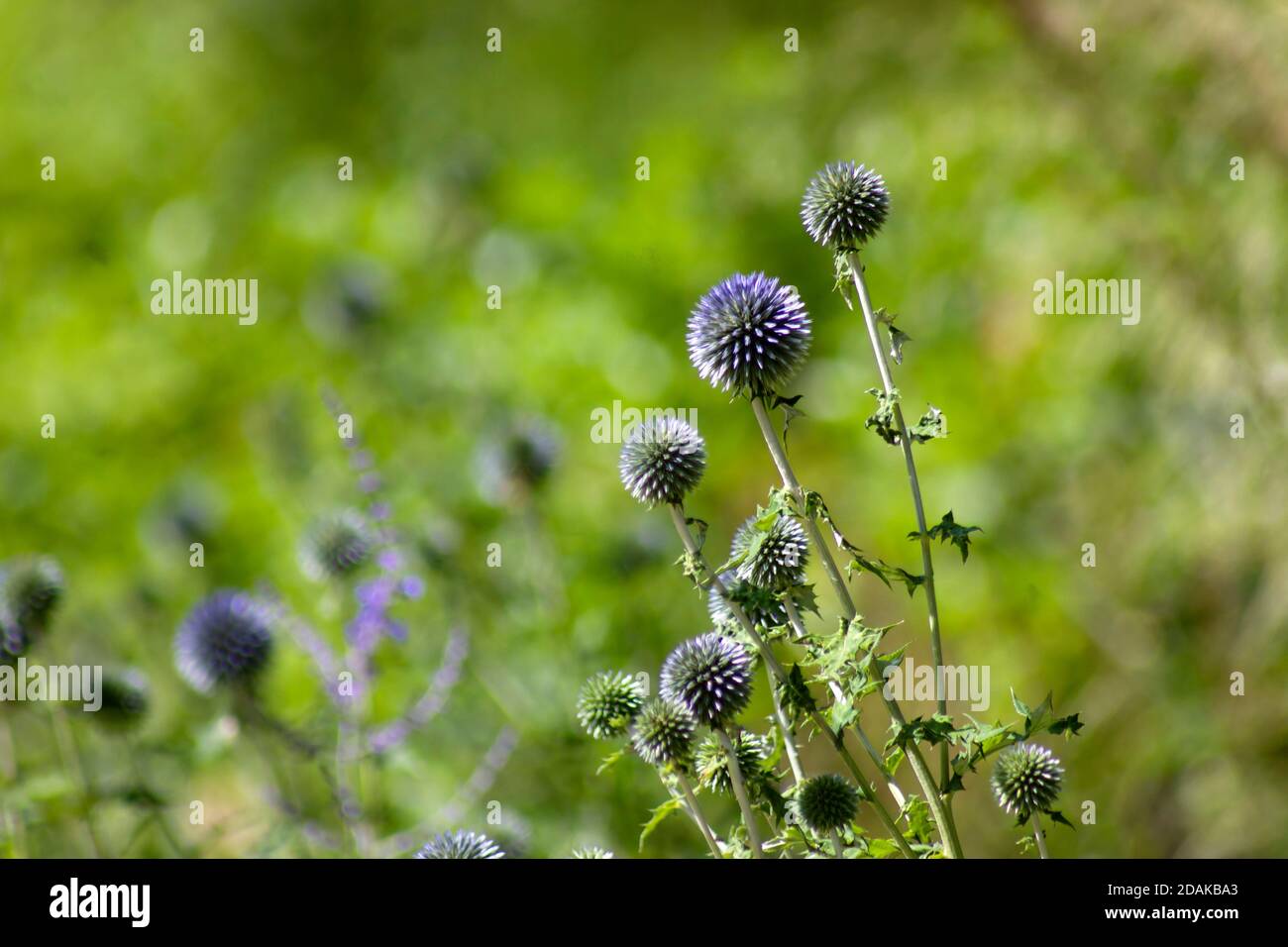 Eine Kugeldistel, bekannt als 'Taplow Blue', lateinischer Name 'Echinops Biannaticus', Soft Focus Foto Stockfoto