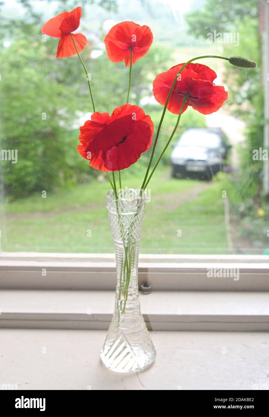 Bouquet von roten Mohnblumen in einer Glasvase Stockfoto