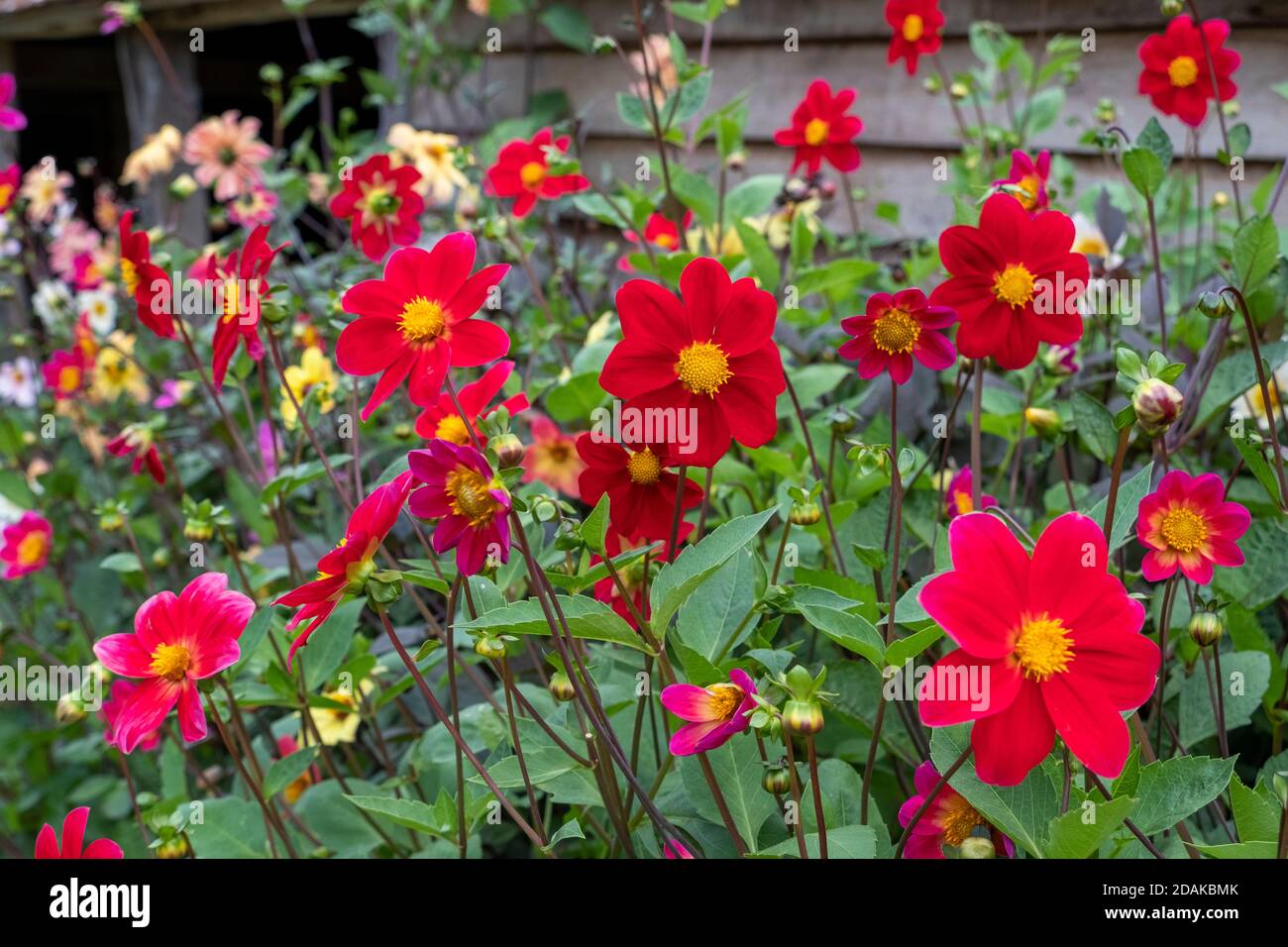 Einzelne rote Dahlien in Great Dixter Gardens, East Sussex, Großbritannien Stockfoto