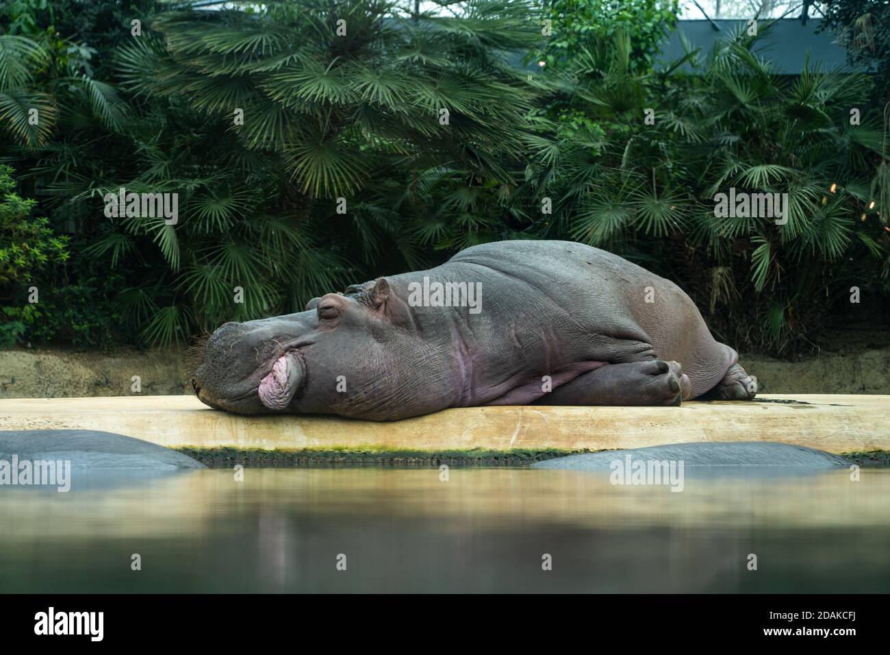 Hippo liegt nahe dem Wasser und zeigt seine Zunge heraus. Stockfoto